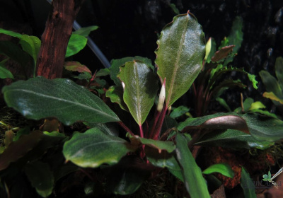 Буцефаландра sp Dark Silver Gray, шт